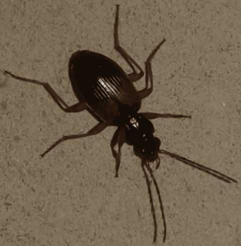 Carabidae: Patrobus atrorufus? no, Anchomenus dorsalis